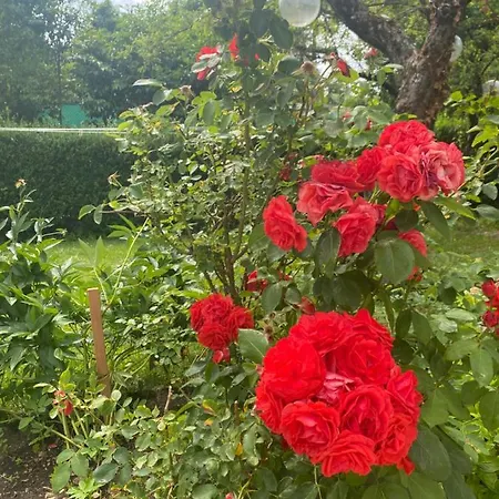 Garden *